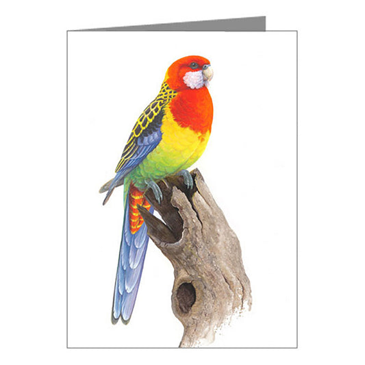 Blank Card - Eastern Rosella