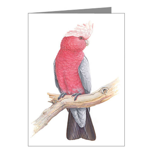 Blank Card - Galah