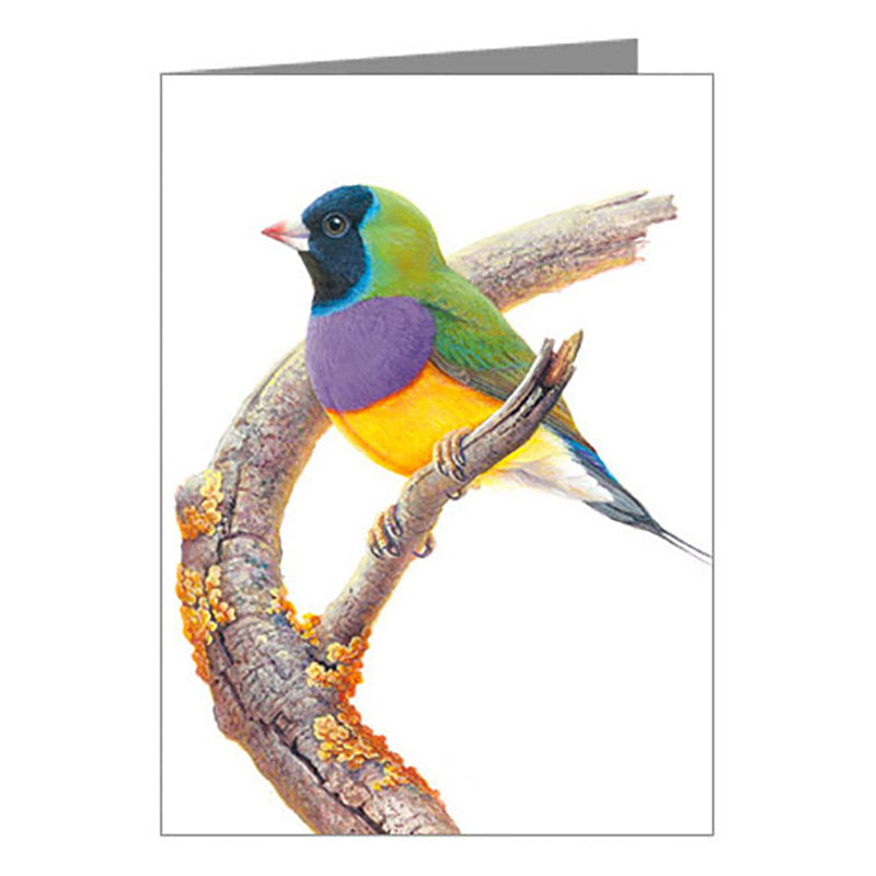 Blank Card - Gouldian Finch