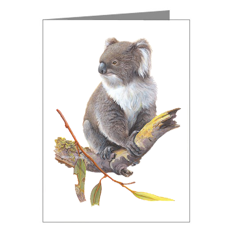 Blank Card - Koala