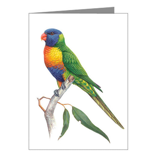 Blank Card - Rainbow Lorikeet