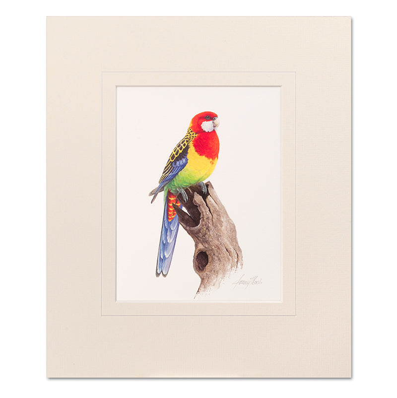 Eastern Rosella Mounted Print