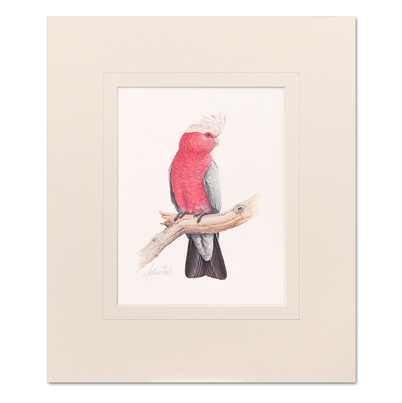 Galah Mounted Print