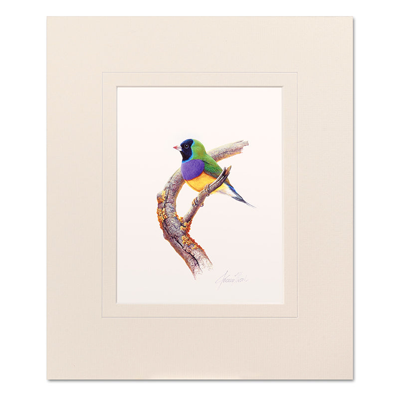 Gouldian Finch Mounted Print