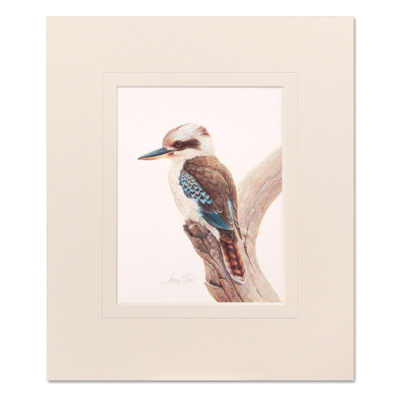 Kookaburra Mounted Print