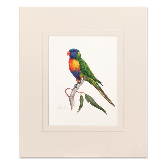 Rainbow Lorikeet Mounted Print