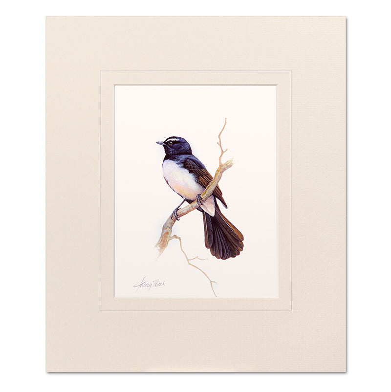 Willie Wagtail Mounted Print