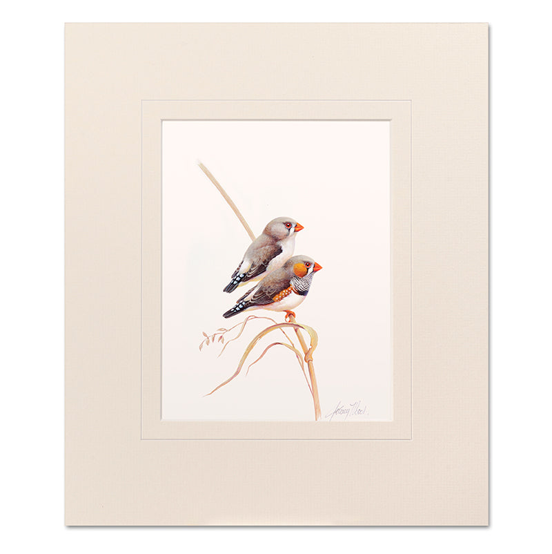 Zebra Finches Mounted Print