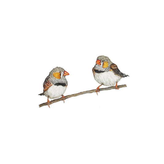 Zebra Finches print