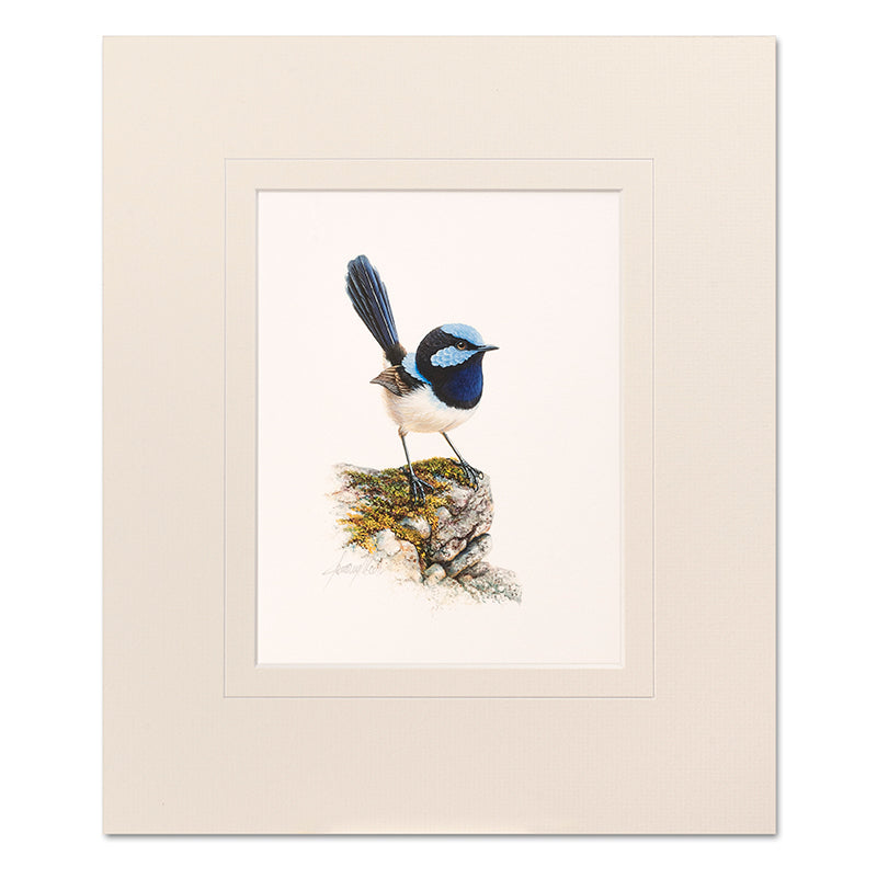 Male Blue Wren Mounted Print