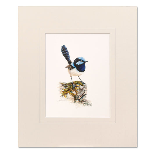 Male Blue Wren Mounted Print