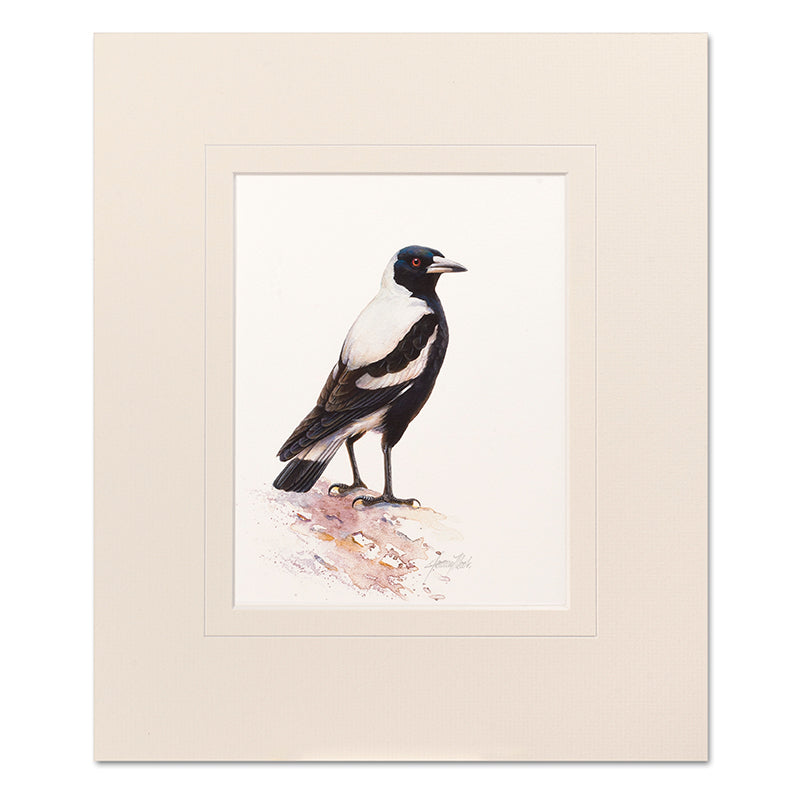 Magpie Mounted Print