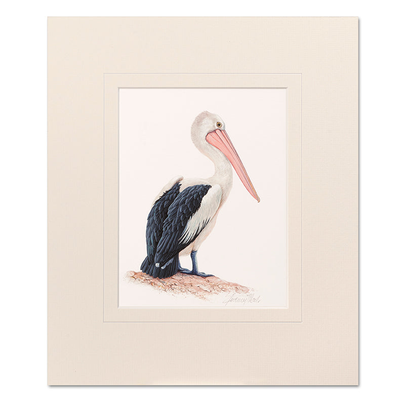 Pelican Mounted Print