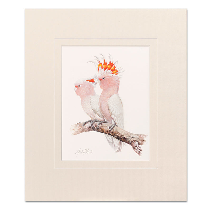 Pink Cockatoo Mounted Print