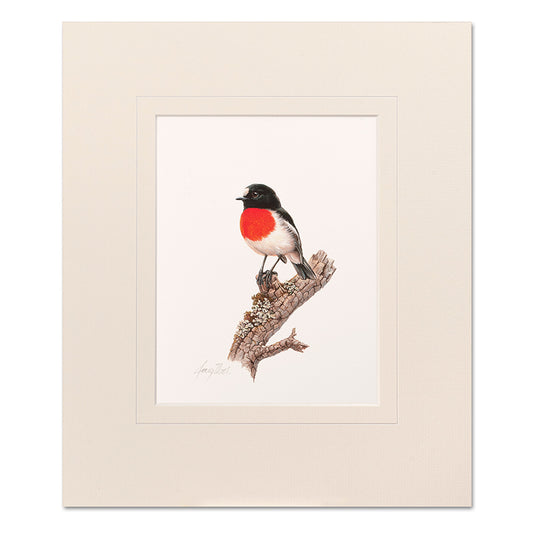 Scarlet Robin Mounted Print