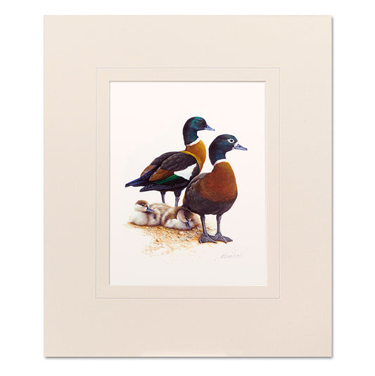 Shelduck Mounted Print