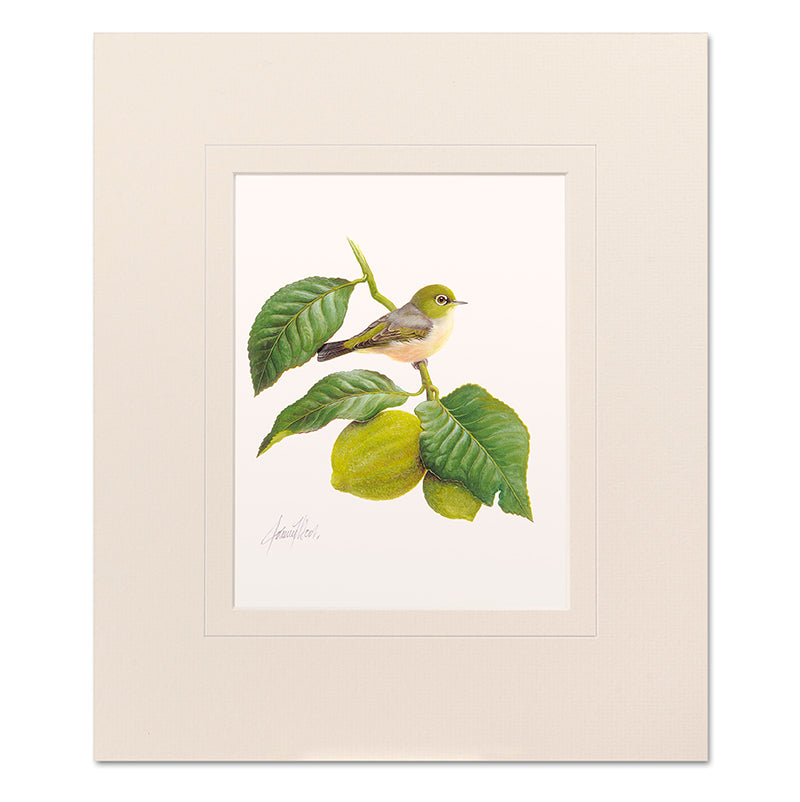 Silvereye Mounted Print